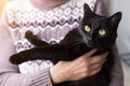 Bombay black cat with yellow eyes on owner hands in sunlight