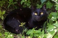 Bombay black cute beautiful cat portrait with yellow eyes lie outdoors in green grass and plants in garden in nature Royalty Free Stock Photo