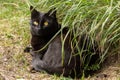 Bombay black cute cat portrait with yellow eyes lie outdoors in green grass in garden Royalty Free Stock Photo