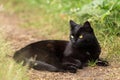 Bombay black serious cat portrait with yellow eyes lie outdoors in green grass in garden Royalty Free Stock Photo