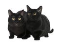 Bombay cat (10 months old)