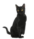 Bombay cat sitting