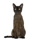 Bombay cat sitting