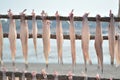 Bombay duck - Bumla fish Royalty Free Stock Photo