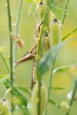 Bombay Locust (Patanga succincta) on green leaves.