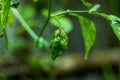 Bombay Morich hot peppers, Cobra, Bombay, or Naga Chili