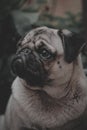 Bombon the pug 1