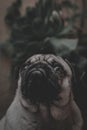 Bombon the pug 2