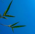 Bomboo leaf with blue background Royalty Free Stock Photo