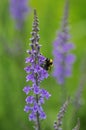 Bombus agrorum polinating a Salvia Royalty Free Stock Photo