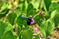 A Bombus atratus bee working on the scribe flower