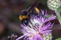 Bombus bee on a flower Royalty Free Stock Photo