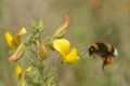 Bombus bee flying towards Ononis natrix plant flower Royalty Free Stock Photo