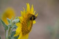 Bombus bee pollinating a sunflower Royalty Free Stock Photo