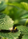 Bombus bee on a stawberry leaf Royalty Free Stock Photo