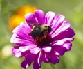 Bombus Bumble Bee on Pink Zinnia Macro