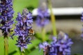 Bumblebee on the Pontederia cordata