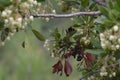 Bombus or bumblebee looking for food in an Arbutus unedo. Bombus is a genus of hymenoptera of the Apidae family Royalty Free Stock Photo