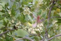 Bombus or bumblebee looking for food in an Arbutus unedo. Bombus is a genus of hymenoptera of the Apidae family Royalty Free Stock Photo