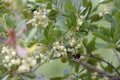 Bombus or bumblebee looking for food in an Arbutus unedo. Bombus is a genus of hymenoptera of the Apidae family Royalty Free Stock Photo