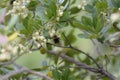 Bombus or bumblebee looking for food in an Arbutus unedo. Bombus is a genus of hymenoptera of the Apidae family Royalty Free Stock Photo