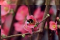 Bombus on flower chaenomeles japonica