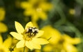 Bombus huntii - Hunt's Bumble Bee Gathering Pollen on Flower