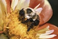 A Bombus impatiens Common Eastern Bumble Bee feeding and pollinating a red and yellow dahlia flower.