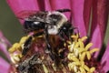 A Bombus impatiens Common Eastern Bumble Bee feeding and pollinating a vibrant pink zinnia flower.