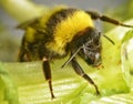 Bombus Jonellus - heath bumblebee on green leaf2 Royalty Free Stock Photo