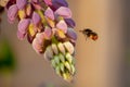 Bombus lapidarius is a species of bumblebee commonly known as t Royalty Free Stock Photo