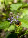 Bombus Latreille Hymenoptera insect