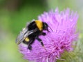 Bombus lucorum yellow and black bumblebee pollinator Royalty Free Stock Photo