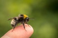 Bombus norvegicus, a species of cuckoo bumblebee, male insect sitting on a human finger Royalty Free Stock Photo