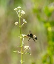 Bombus pensylvanicus, the American bumblebee, is a threatened species of bumblebee native to North America Royalty Free Stock Photo