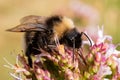 Bombus subterraneus bumble bee lapping up nectar from flower