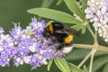 Bombus terrestris on Chasteberry, Germany