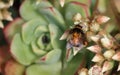 Bombus terrestris feeding on succulent flower with pollen on back Royalty Free Stock Photo