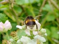 Bombus terrestris landing on blossom.