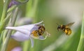 Bombus terrestris or large earth bumblebee