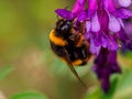 Bombus terrestris lusitanicus on a purple flower extracting pollen in the foreground with copy space Royalty Free Stock Photo