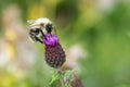 Bombus veteranus bumblebee