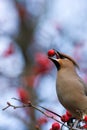 Bombycilla garrulus, Waxwing Royalty Free Stock Photo