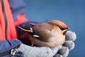 Bombycilla garrulus, Waxwing, Royalty Free Stock Photo