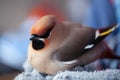 Bombycilla garrulus, Waxwing, Royalty Free Stock Photo