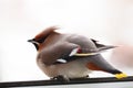 Bombycilla garrulus, Waxwing, Royalty Free Stock Photo