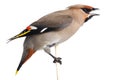 Bombycilla garrulus, Waxwing.