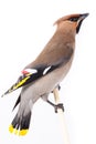 Bombycilla garrulus, Waxwing. Royalty Free Stock Photo