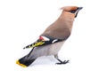 Bombycilla garrulus, Waxwing. Royalty Free Stock Photo