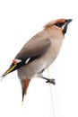 Bombycilla garrulus, Waxwing. Royalty Free Stock Photo